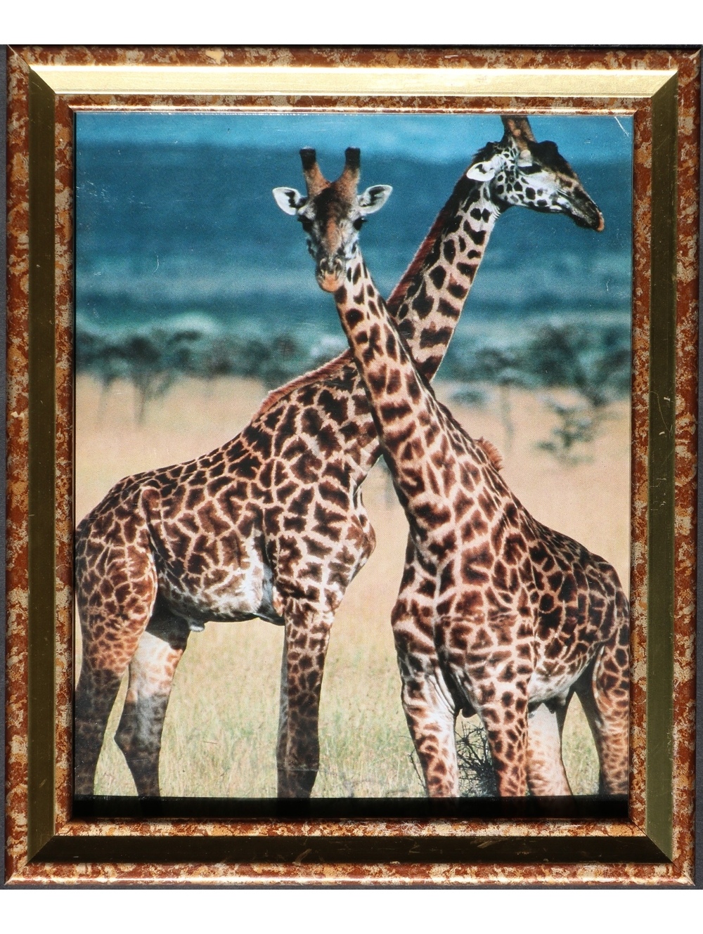 Giraffes photography photo art animalistic landscape print